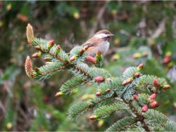 Chestnut-backed Chickadee